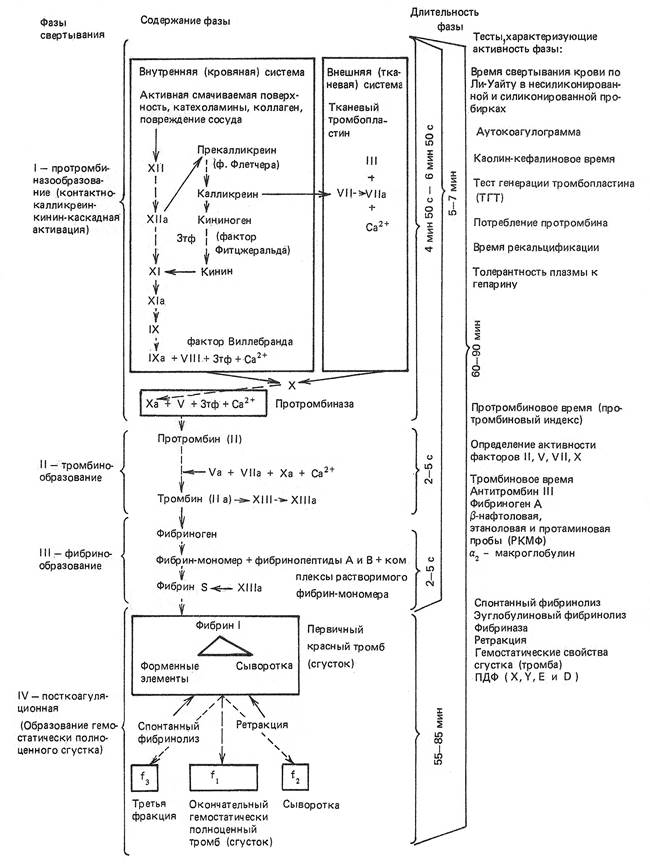 Факторы свертывания схема