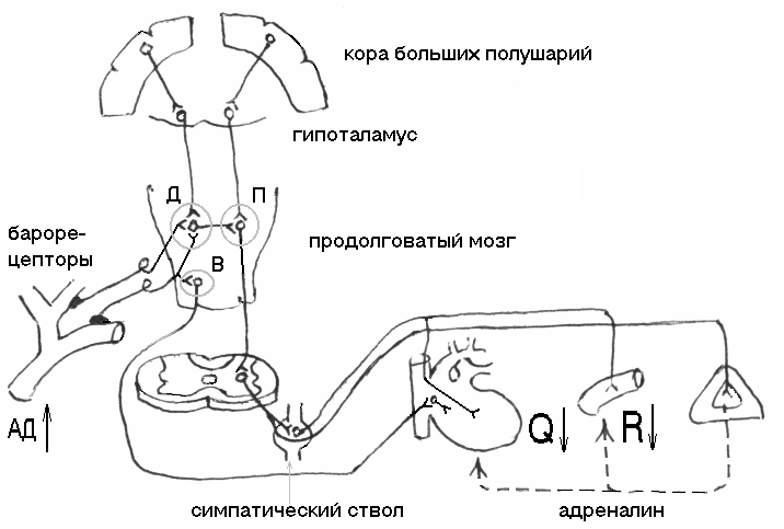 Рефлекторная регуляция кровяного давления. Рефлекторная дуга регуляции артериального давления. Рефлекторная дуга регуляции ад. Рефлекторная регуляция тонуса сосудов и артериального давления. Схема барорецептивного рефлекса.