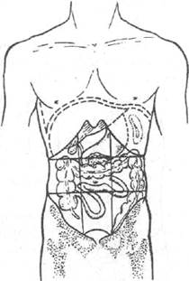 Надлобковая область живота. Проекция органов на брюшную стенку. Мезогастрия брюшной полости что это. Надлобковая область. Анатомо физиологические брюшной области.