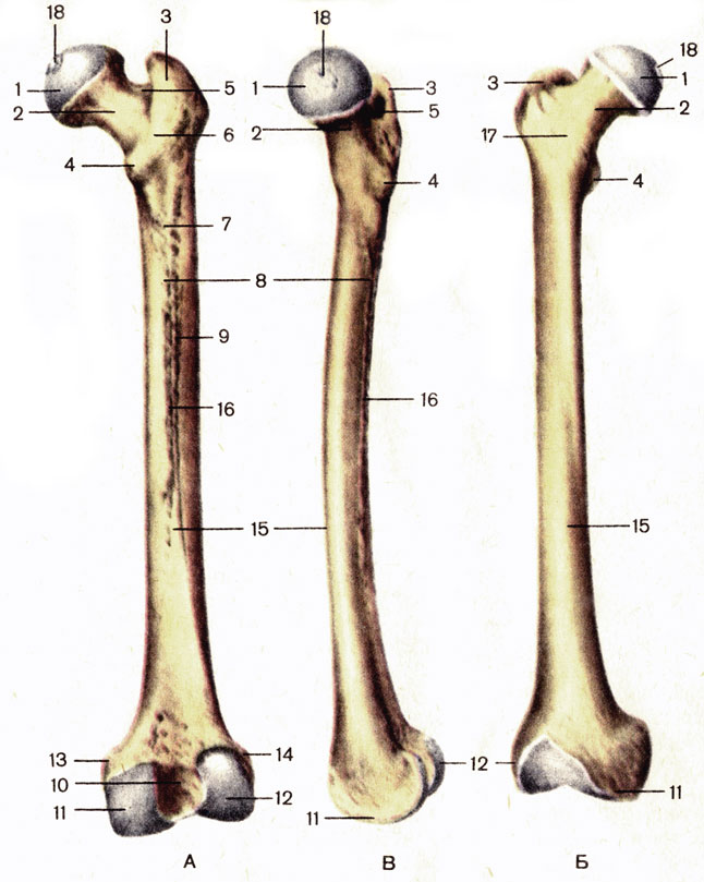 Ковид кости. Бедренная кость анатомия. Бедренная кость Синельников. Бедренная кость анатомия Синельников. Нижний эпифиз бедренной кости.