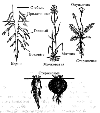 Корневая система цветковых растений. Строение корня боковые придаточные. Типы корневых систем схема. Схема корня растения. Корневая система растений схема.