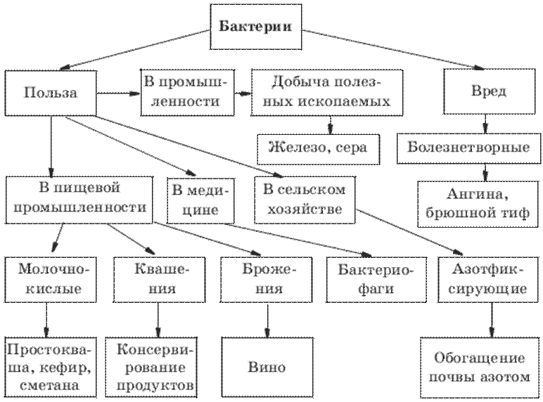 Самостоятельная работа бактерии 7 класс. Схема значение бактерий. Схема значение бактерий 5 класс биология. Таблица по биологии 7 класс Подцарство настоящие бактерии. Составить схему "значение бактерий".