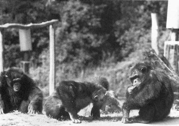 У шимпанзе в соматических клетках 48. Франс де Вааль политика у шимпанзе. Франс де Вааль иерархия обезьян. Франс де Вааль иерархия шимпанзе.