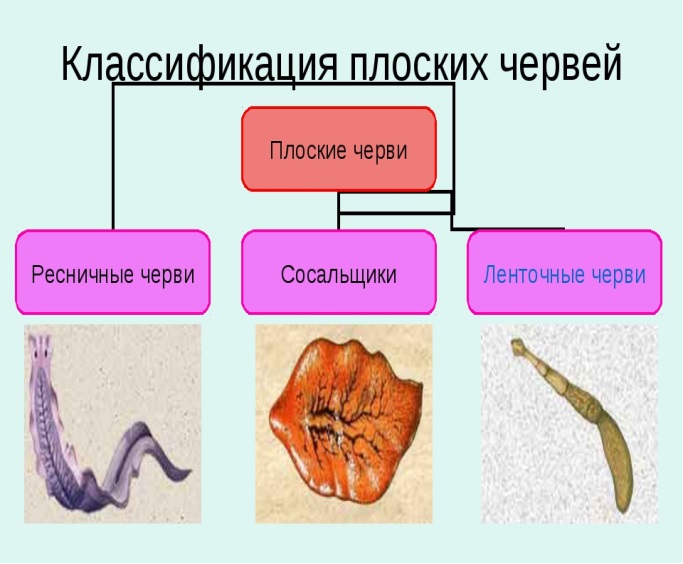 К группе плоских червей относится. Плоские черви подразделяются на. Классификация плоских червей 7 класс биология. Классификация плоских червей 7 класс. Таблица плоских червей Ресничные сосальщики ленточные.