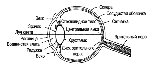Место выхода зрительного нерва не воспринимающее лучей