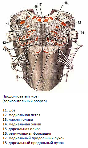Продолговатый изгиб. Ядро оливы продолговатого мозга. Вентральная поверхность продолговатого мозга. Продолговатый мозг поперечный разрез схема. Поперечный разрез продолговатого мозга.