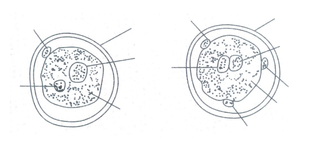 В яйцеклетке человека содержится 23 хромосомы. Синкарион лошадиной аскариды препарат. Синкарион у лошадиной аскариды. Синкарион пронуклеусов.