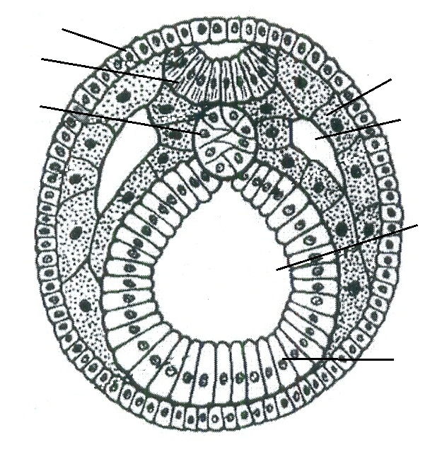 Рисунок зародышевого листка позвоночного животного. Нейрула зародышевые листки. Жародошевые листы ланцетника. Рис зародышевых листков. Зародышевые листки эктодерма энтодерма мезодерма.