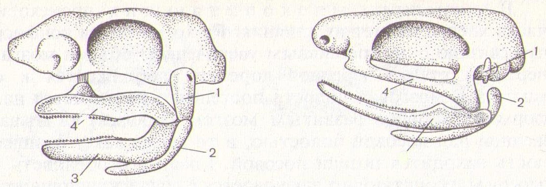 Появление челюстей у позвоночных. Гиостилия Амфистилия аутостилия. Аутостильный Тип висцерального черепа. Аутосольный Тип черепа. Типы черепа Амфистилия Гиостилия.