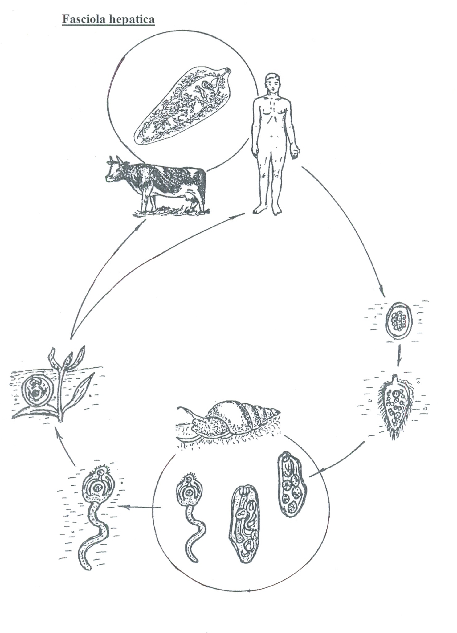 Жизненный цикл легочного. Жизненный цикл Fasciola hepatica схема. Жизненный цикл печеночного сосальщика. Фасциола обыкновенная жизненный цикл. Схема жизненного цикла Fasciola hepatica таблица.