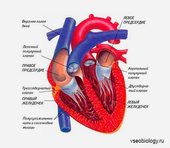 Правое предсердие аорта левый желудочек легкие левое. Сосуды входящие в предсердия. Сосуды входящие в левое предсердие. Сосуды входящие в предсердия сердца. Входящие и выходящие сосуды сердца.