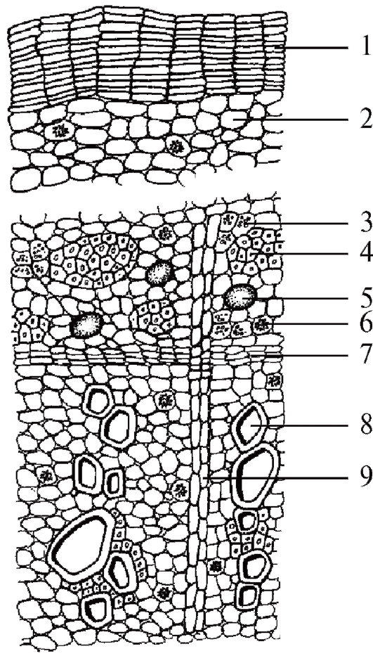 Микроскопический анализ лекарственного растительного. Корень Алтея микроскопия. Микроскопия листа Алтея лекарственного:. Корни алиея микро копия. Поперечный срез корня Алтея.
