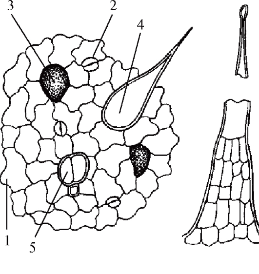 Микроскопический анализ лекарственного растительного. Микроскопия листа крапивы двудомной. Микроскопия листа крапивы. Микропрепарат листа крапивы. Крапивы двудомной листья препараты.