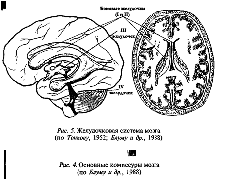 Желудочки среднего мозга. Желудочки головного мозга строение. Проекция желудочков мозга вид слева. Схема желудочков головного мозга. 3 И 4 желудочки головного мозга.