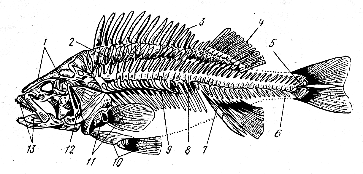 Скелет рыб 7 класс. Осевой скелет костистой рыбы. Скелет рыбы окунь. Скелет речного окуня. Плечевой пояс костистой рыбы.
