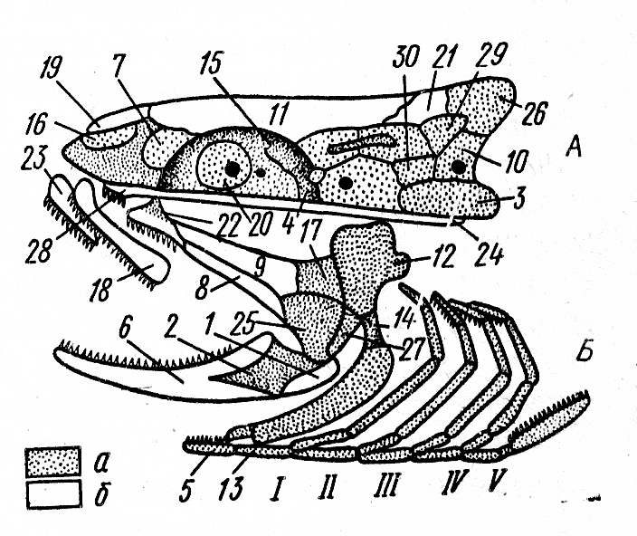 Висцеральный скелет. Висцеральный череп костистых рыб. Схема строения черепа костистой рыбы. Висцеральный череп судака. Череп судака вид сбоку.