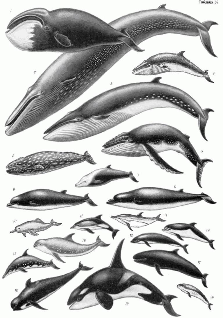 Усатые киты виды. Отряд китообразные усатые киты. Финвал кит. Китообразные таблица. Гренландский кит.