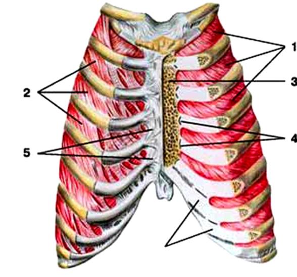 Соединение между ребрами. Грудино реберное сочленение анатомия. Суставы и связки грудины и ребер вид спереди. Связки грудино реберного сустава. Грудино реберный сустав анатомия.