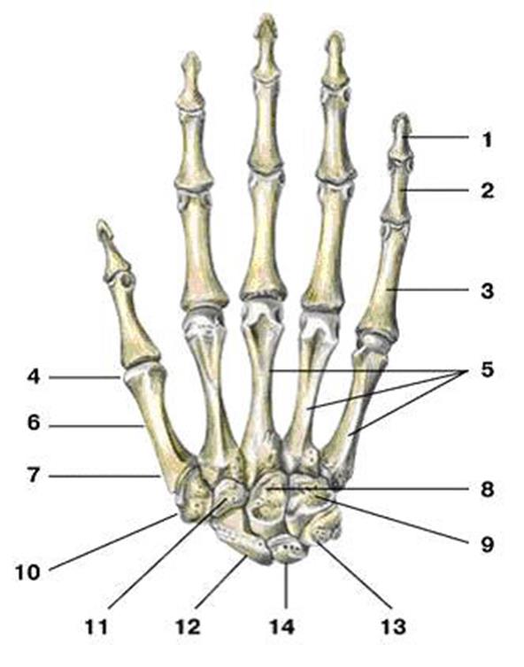 Кость запястья тип кости. Строение пястной кости кисти. Кости пясти анатомия. Кости запястья Синельников анатомия. Скелет кисти ладонная поверхность.