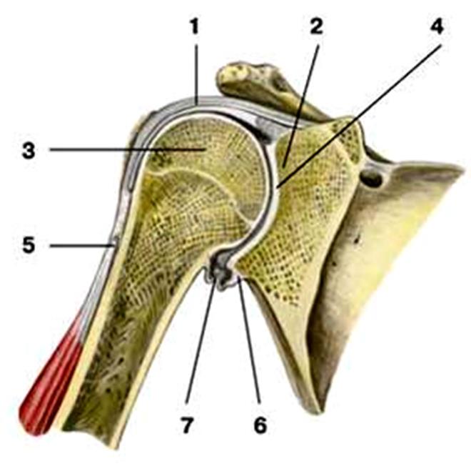 Соединения костей плечевого пояса. Дисторсия плечевого сустава. Соединение костей свободной верхней конечности с плечевой сустав. Плечевой сустав анатомия Recessus. Верхняя головка плечевой кости.