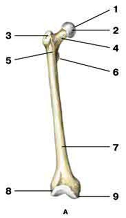 С какими костями соединяется бедренная кость. Бедренная кость анатомия с подписями. Бедренная кость анатомия без подписей. Ямка головки бедренной кости. Эпифиз локтевого сустава.