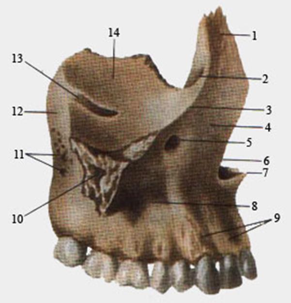 Клыковая ямка. Верхнечелюстная кость анатомия. Скуловой гребень верхней челюсти. Альвеолярные Бугры верхней челюсти. Лобный отросток верхнечелюстной кости.