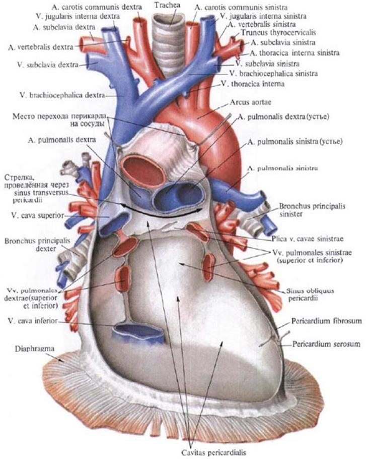 Скопление воздуха в перикарде латынь. Сердце анатомия человека околосердечная сумка. Строение перикарда сердца. Перикард сердца анатомия. Синусы перикарда сердца анатомия.