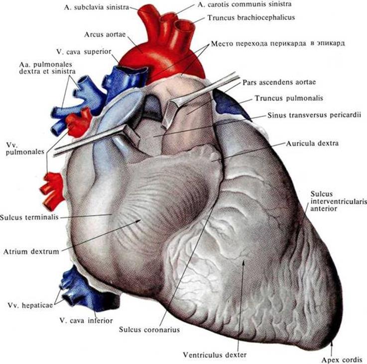 Скопление воздуха в перикарде латынь. Топографическое строение сердца. Сердце анатомия топография строение. Анатомия сердца человека перикард. Топографическая анатомия сердца и перикарда.
