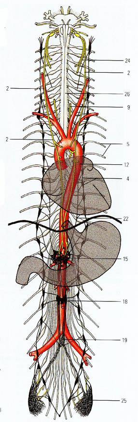 Нервные узлы и нервные стволы. Симпатический ствол и блуждающий нерв. Топография симпатических стволов в грудном отделе. Блуждающий нерв анатомия топография. Пограничный ствол симпатического нерва топография.