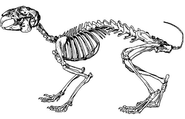 Особенности строения скелета кролика. Скелет млеков. Скелет кролика. Скелет зайца. Строение скелета кролика.
