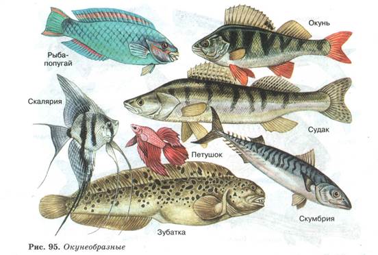 Рыбы примеры 3 класс. Судак семейства окунеобразные. Черепные рыбы представители. Отряд окунеобразные строение. Класс рыбы представители позвоночные.