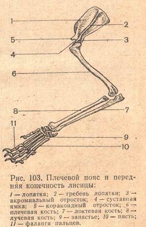 Скелет пояса задних конечностей млекопитающих. Кости плечевого пояса млекопитающих. Скелет передней конечности кролика. Пояс задних конечностей лисицы строение.