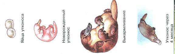 Сумчатый Утконос Детеныши рождаются недоразвитыми. Зародыш млекопитающих с эмбриональной плацентой. Приспособление зародыша плода млекопитающих.