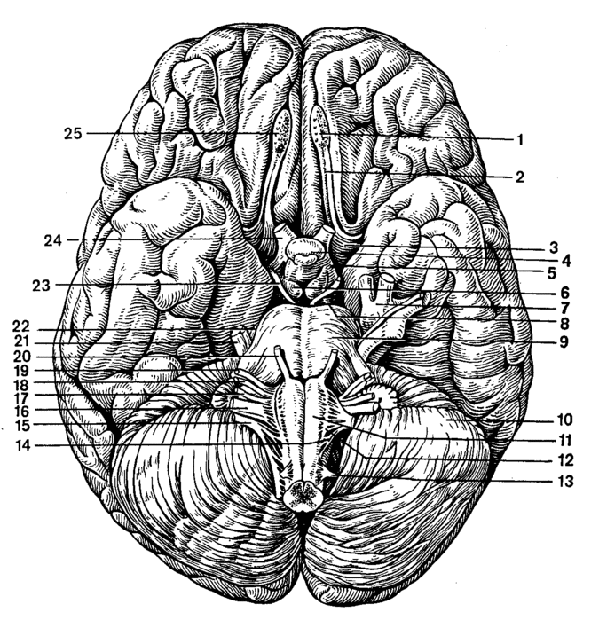 Контрольная работа по теме Анатомия и физиология промежуточного мозга