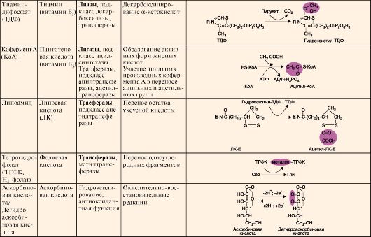 Реакция с участием фермента. Витамины коферменты биохимия таблица. Структура кофермента витамина а биохимия. Коферменты витаминов в2 в5. Функции коферментов биохимия.