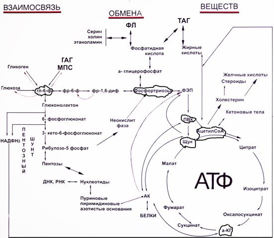 Глава 11. Типы окисления. Антиоксидантные системы. Биологическая химия
