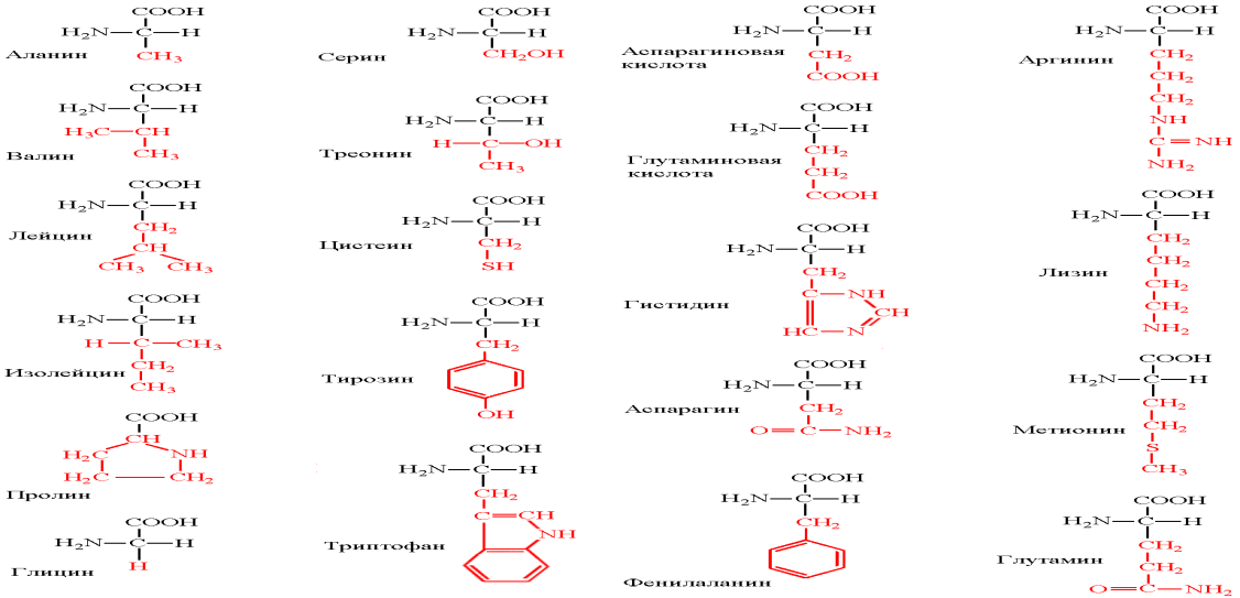 Состав радикалов аминокислот. Формулы аминокислот с неполярными радикалами. Классификация аминокислот биохимия. Классификация аминокислот гидрофобные гидрофильные. Классификация аминокислот с формулами.
