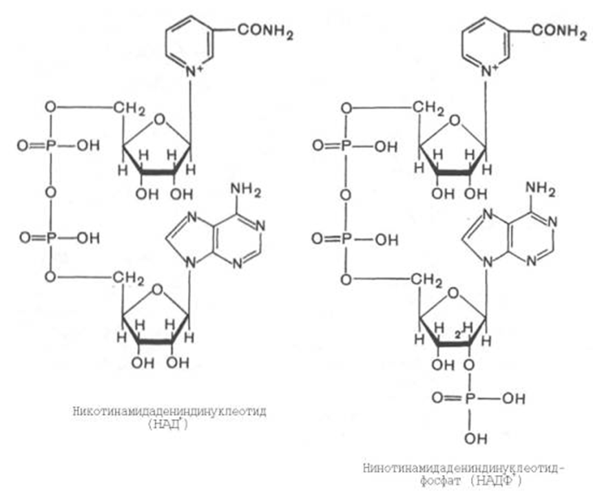 Атф и надф н. Аденин динуклеотид фосфат. Над+- кофермент витамина:. НАДФ витамин в5. Никотинамиддинуклеотид структура.