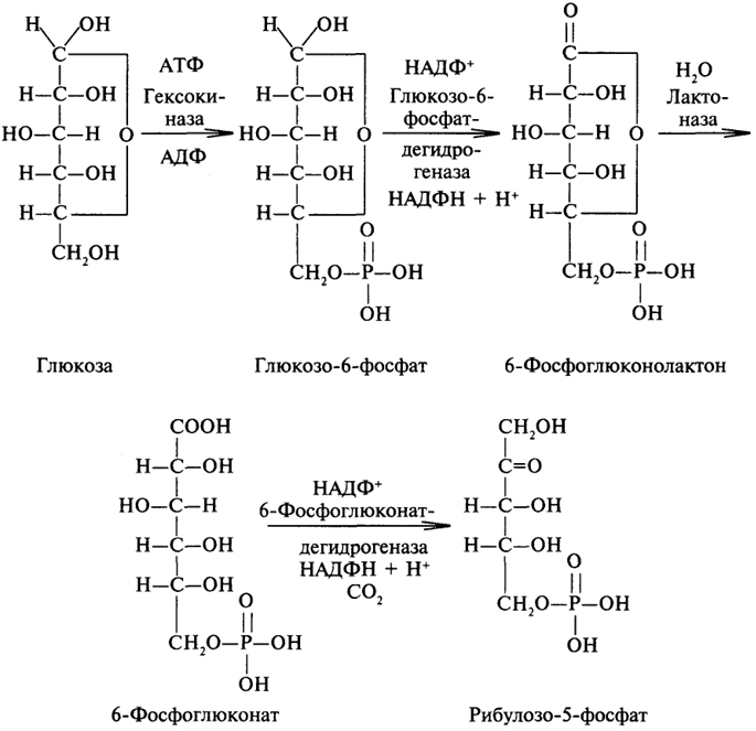 Реакция образования окисления глюкозы. Апотомический путь распада Глюкозы (пентозофосфатный цикл). Апотомический путь распада Глюкозы. Пентозофосфатный (апотомический) путь окисления Глюкозы.. Окислительный пентозофосфатный путь.