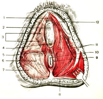 Реферат: Анатомія жіночих статевих органів