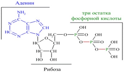 Аденин рибоза три. Рибоза аденин фосфорная кислота. Три остатка фосфорной кислоты. Малые органические молекулы.