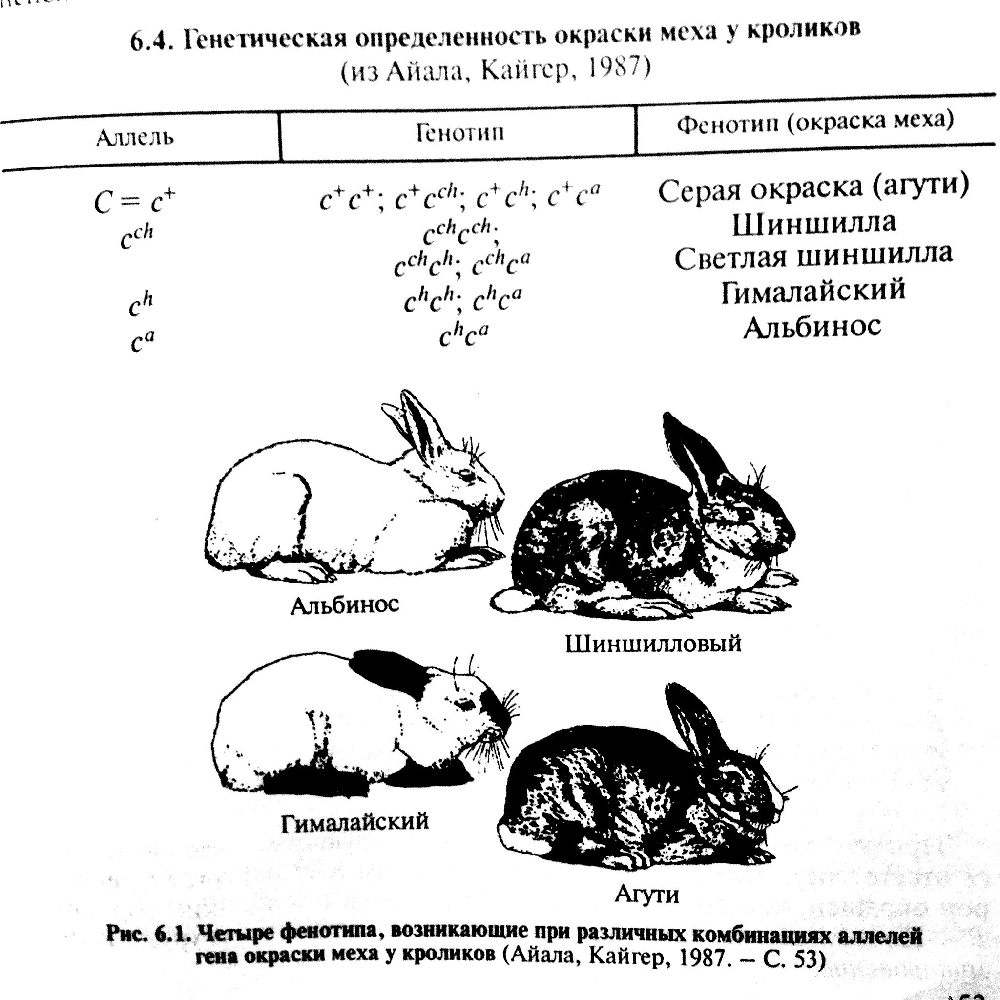 Скрестили белого и черного кроликов определите генотип. Множественный аллелизм у кроликов. Генетика кроликов. Наследование окраски шерсти у кроликов. Множественный аллелизм окраска кроликов.
