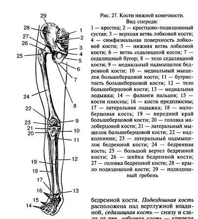 Левой нижней конечности. Схема строения кости нижней конечности. Строение скелета нижней конечности анатомия. Строение скелета свободной нижней конечности. Скелет нижних конечностей схема.