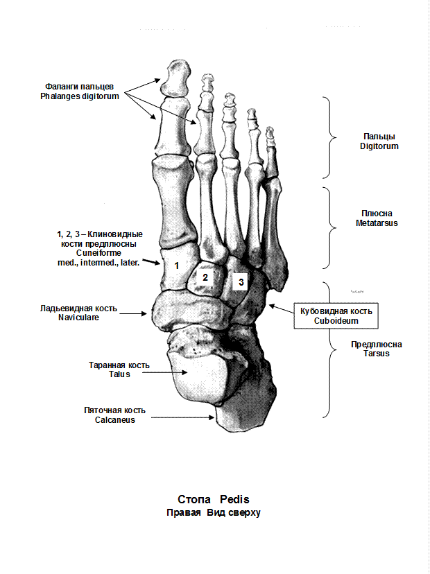 Фаланги пальца тип соединения. Кости стопы строение анатомия на латыни. Кости нижней конечности анатомия на латыни. Строение стопы анатомия латынь. Строение фаланг пальцев стопы.