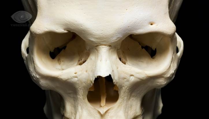 Строение глазницы кости. Глазница черепа анатомия. Человеческий череп и глазница. Череп человека глазницы.