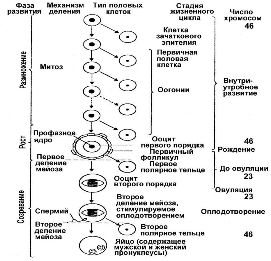 Развитие женских половых клеток происходит в. Гормоны регулирующие сперматогенез. Процесс оогенеза схема. Таблица стадии развития половых клеток. Гормональная регуляция оогенеза.