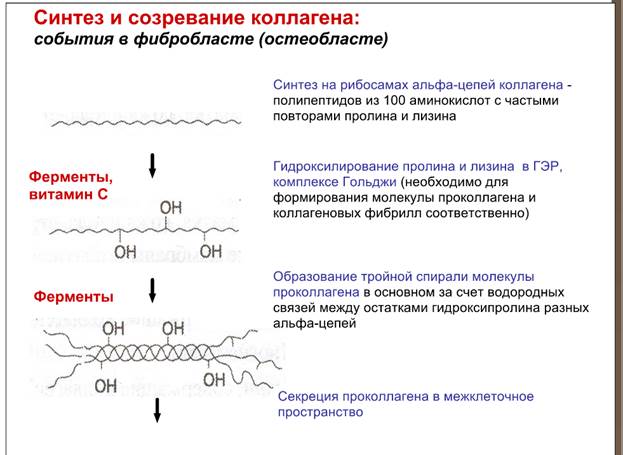 Синтез коллагена витамин. Стадии синтеза коллагена схема. Схема этапов синтеза коллагена. Коллаген Синтез реакция схема. Синтез коллагена биохимия схема.