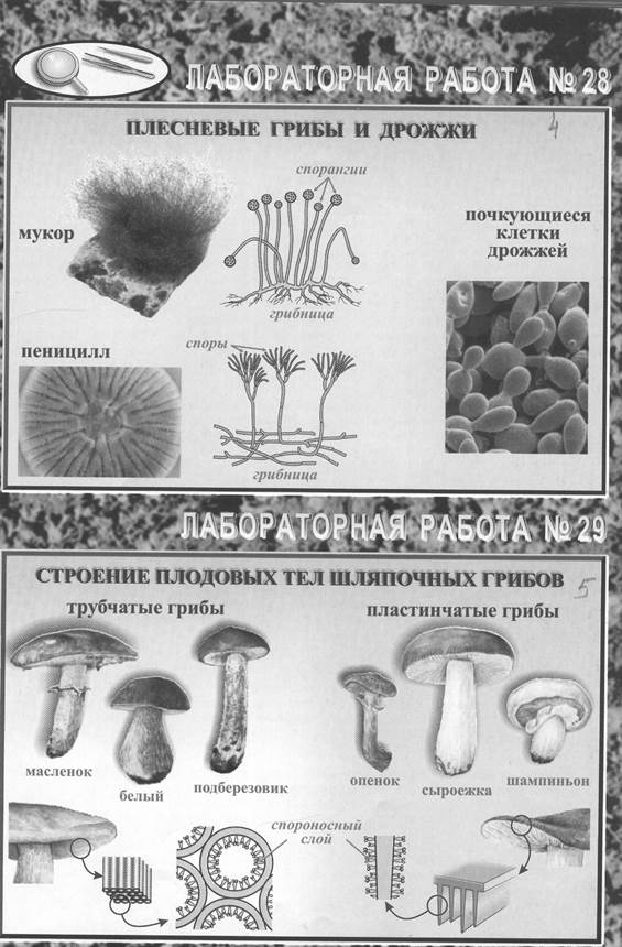 Контрольная работа по теме Плесневые грибы