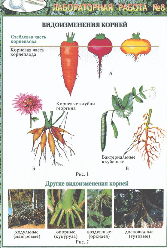 Растения имеющие видоизмененные корни