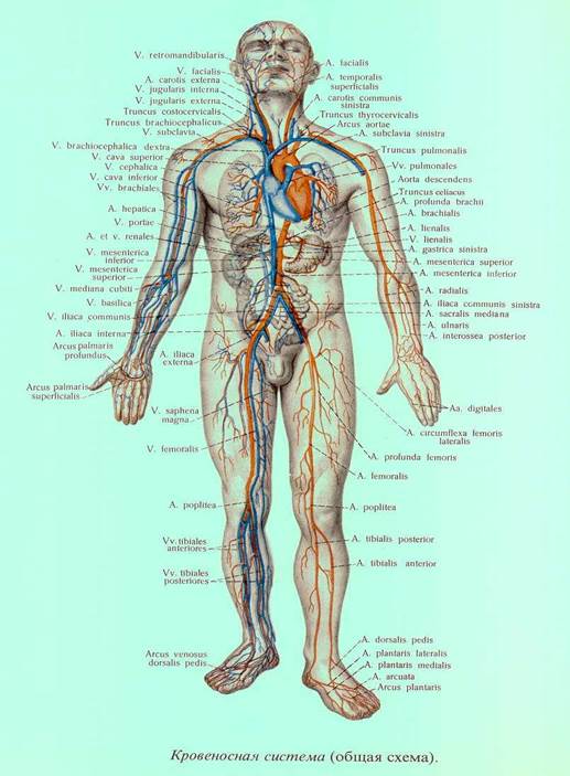 2). ANATOMY TEST